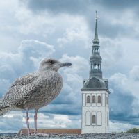 Таллинский "голубь" :: Сергей Вахов