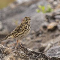 Луговой конёк ( Anthus pratensis) :: Artyom S