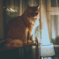 кот с лампой :: Юля Шрамм