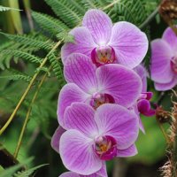 Орхидея :: Marika Hexe 