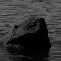 Высунула голову,акула каменная,смотрит...выбирает. :: Михаил Лобов (drakonmick)