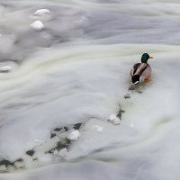 На замерзающей реке. :: Евгений Поляков