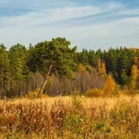 Падающая ...сосна... :: Михаил Пименов