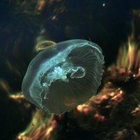 Черноморская медуза :: Елена Даньшина
