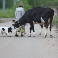 давайте знакомиться :: Евгений Воронков 