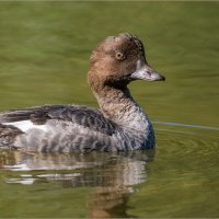 Гоголиха :: Анна Солисия Голубева