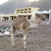 Верблюд на Египетских руинах :: Татьяна Буркина