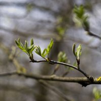 Весеннее :: Владимир ЯЩУК