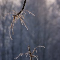 Деревья в инее :: Ольга Захаренко