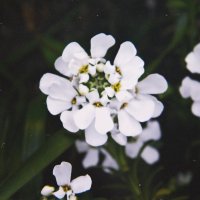 Цветок :: Настя Емельянцева