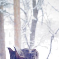 Зима :: Алексей Глабай