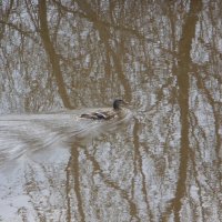 Рассекая вешние воды :: Марина Ежова