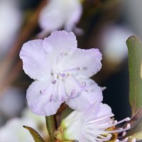 Багульник :: Анастасия Светлова