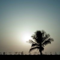 Одинокая пальма :: Павел Бирюков