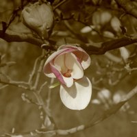 magnolia :: Олеся Барба