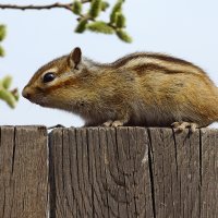 Бурундук. :: Вадим Коржов