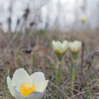 Подснежниковая диагональ :: Марина Бойко