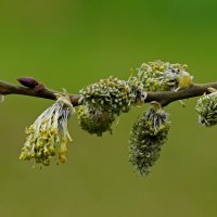 Весенний этюд. :: Юрий Шувалов