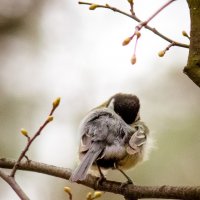 Холодная весна :: Ангелина Хасанова