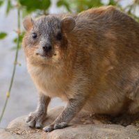 Капский даман, Procavia capensis :: Борис Ржевский