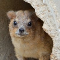 Капский даман, Procavia capensis :: Борис Ржевский