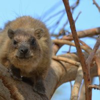 Капский даман, Procavia capensis :: Борис Ржевский