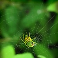 Странный,  милый паучок...) :: Удивительное Рядом