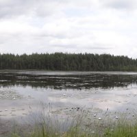 лесное озеро :: Борис Устюжанин