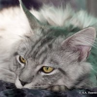 Maine Coon :: Александр Павленко