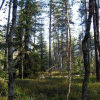 Прогулки по лесу :: Наталия Павлова
