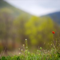 Весна в горах :: Анастасия Ласская