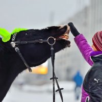 Старому коню в зубы не смотрят? :: Алёна Михеева