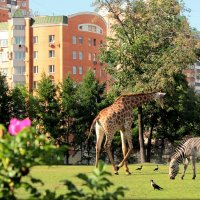 Москва-Сафари :: Евгеша Сафронова