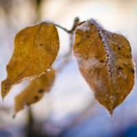 Замёрзшие листья :: Мария Белоусова