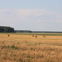 Поле, русское поле :: Дмитрий Дмитрий