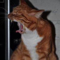 *Мой любимый кот Кокос!!! :: Виталий Виницкий