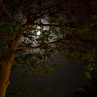 лунный свет сквозь ветви древа :: Елена Герасимова