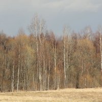 весенний лес :: Маргарита Башева