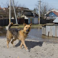 дружок :: Константин Рудинский