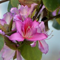 29.03.12 Баухиния пестрая (Bauhinia variegata) :: Борис Ржевский