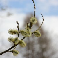 Символ весны :: Маргарита Башева