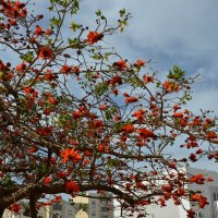 08.03.2013 Erythrina lysistemon (эритрина лисистемон), на иврите альмоган, коралловое дерево :: Борис Ржевский