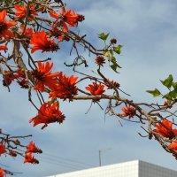 08.03.2013 Erythrina lysistemon (эритрина лисистемон), на иврите альмоган, коралловое дерево :: Борис Ржевский