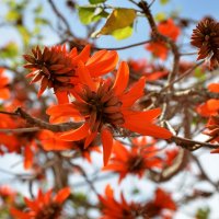 08.03.2013 Erythrina lysistemon (эритрина лисистемон), на иврите альмоган, коралловое дерево :: Борис Ржевский