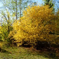 Осенняя яблоня :: Александр Садовский
