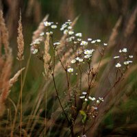 meadow :: Zinovi Seniak