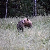 Бурый медведь :: Сергей Стреляный