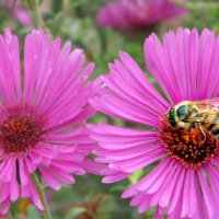 Пчелка на цветке :: Жанна Романова