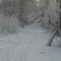 Зимний лес :: Валентина Журба