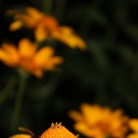 Желтые цветы :: Ольга Евдокимова